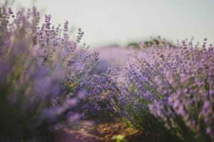 Bosjes lavendel