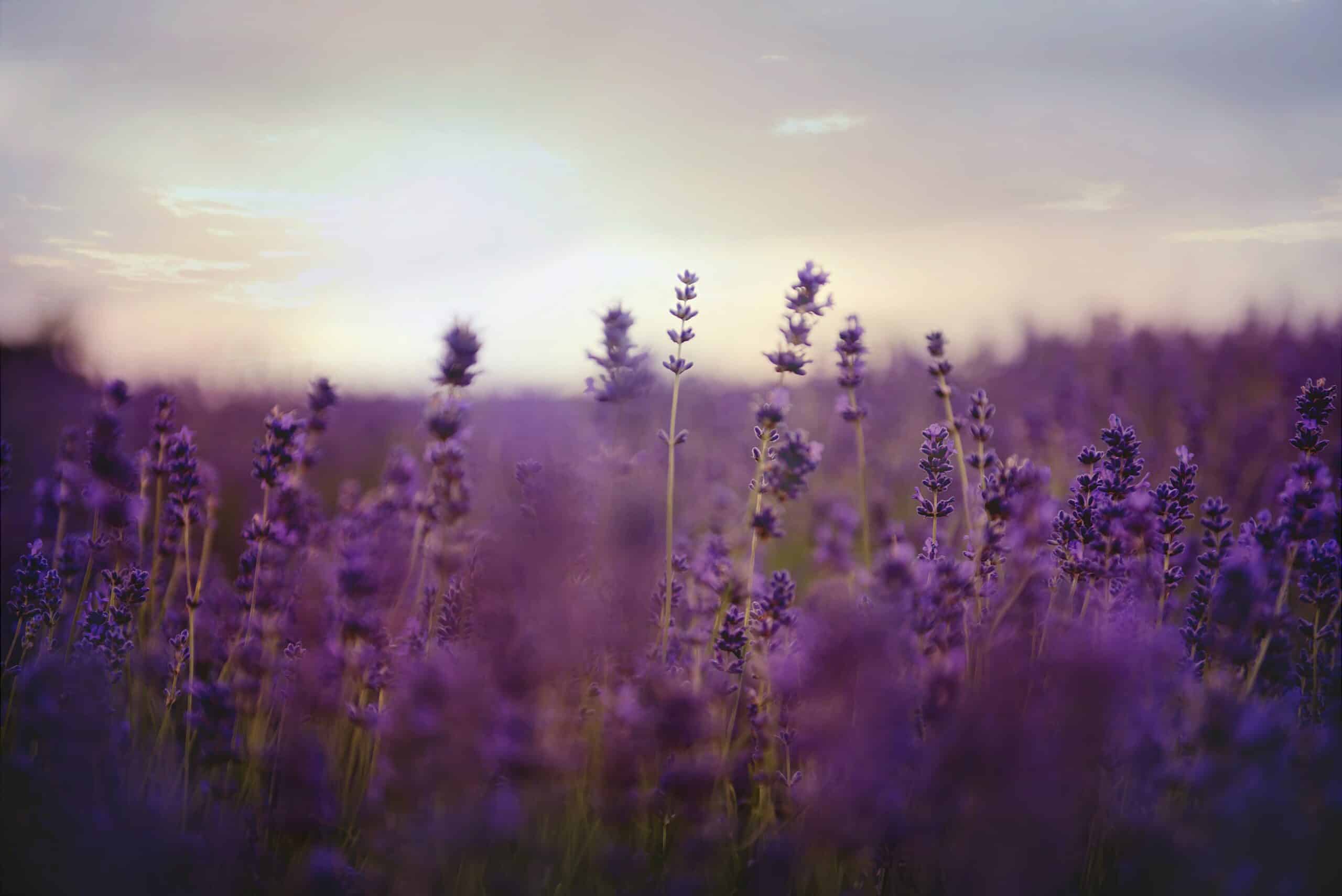 Lavendel met zon op de achtergrond